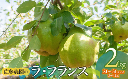 【令和8年産先行予約】 ラ・フランス　2L～3L　約2kg　(8～11玉)　 山形県鶴岡市産　佐藤農園