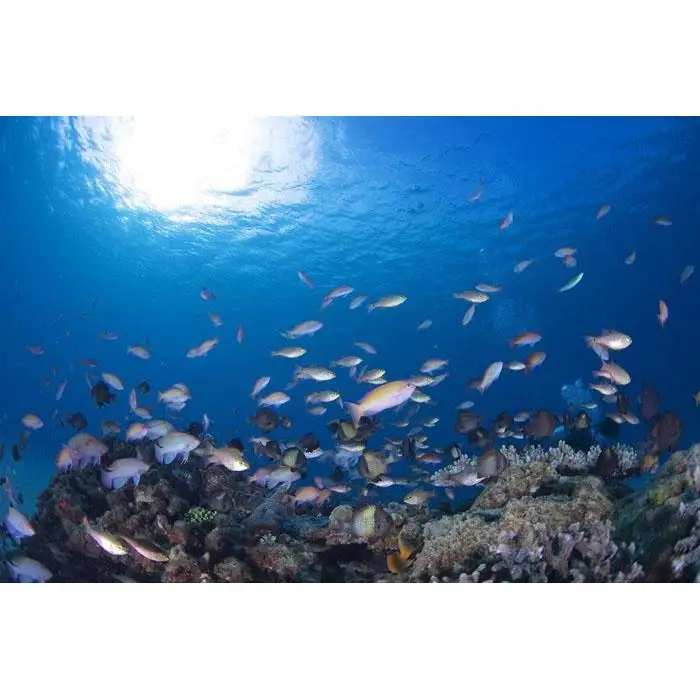 透明度抜群！　奄美大島でボートダイビング（２ボート）