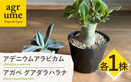 アデニウム アラビカム ＆ アガベ グアダラハラナ Adenium arabicum ＆ Agave guadalajarana 各1株 長与町/アグリューム[EAI210] 