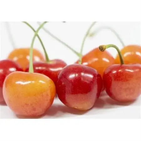 【2026年発送】フルーツ王国　信州中野産　さくらんぼ　高砂　約500g(約100g×5パック)【配送不可地域：離島】【1577326】