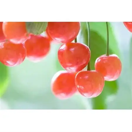 【2026年発送】フルーツ王国　信州中野産　さくらんぼ　佐藤錦　約500g(約100g×5パック)【配送不可地域：離島】【1577337】