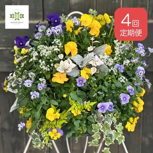 【年4回定期便】 花 ハンギング バスケット 花苗 植物 ガーデニング おまかせ 寄植え 季節 花 プレゼント インテリア フラワー 定期便 頒布会 |    