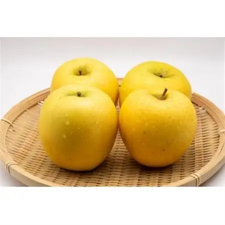 長野県産 りんご シナノゴールド 約2kg(3～5玉程度)【1577419】