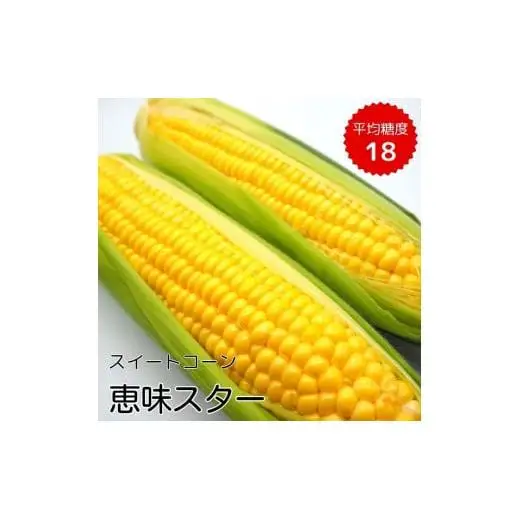 《2026年発送》朝採り とうもろこし スイートコーン「恵味スター」5kg（10～13本） ／ とうもろこし トウモロコシ コーン スイートコーン 恵味スター 5kg 産地直送 産直 送料無料