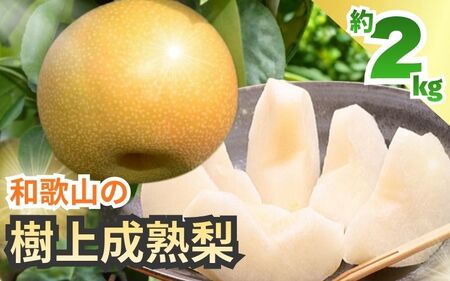 樹上成熟梨 約2kg（6～8玉）和歌山県産 ※2026年8月上旬～9月下旬頃発送予定【ard816A】
