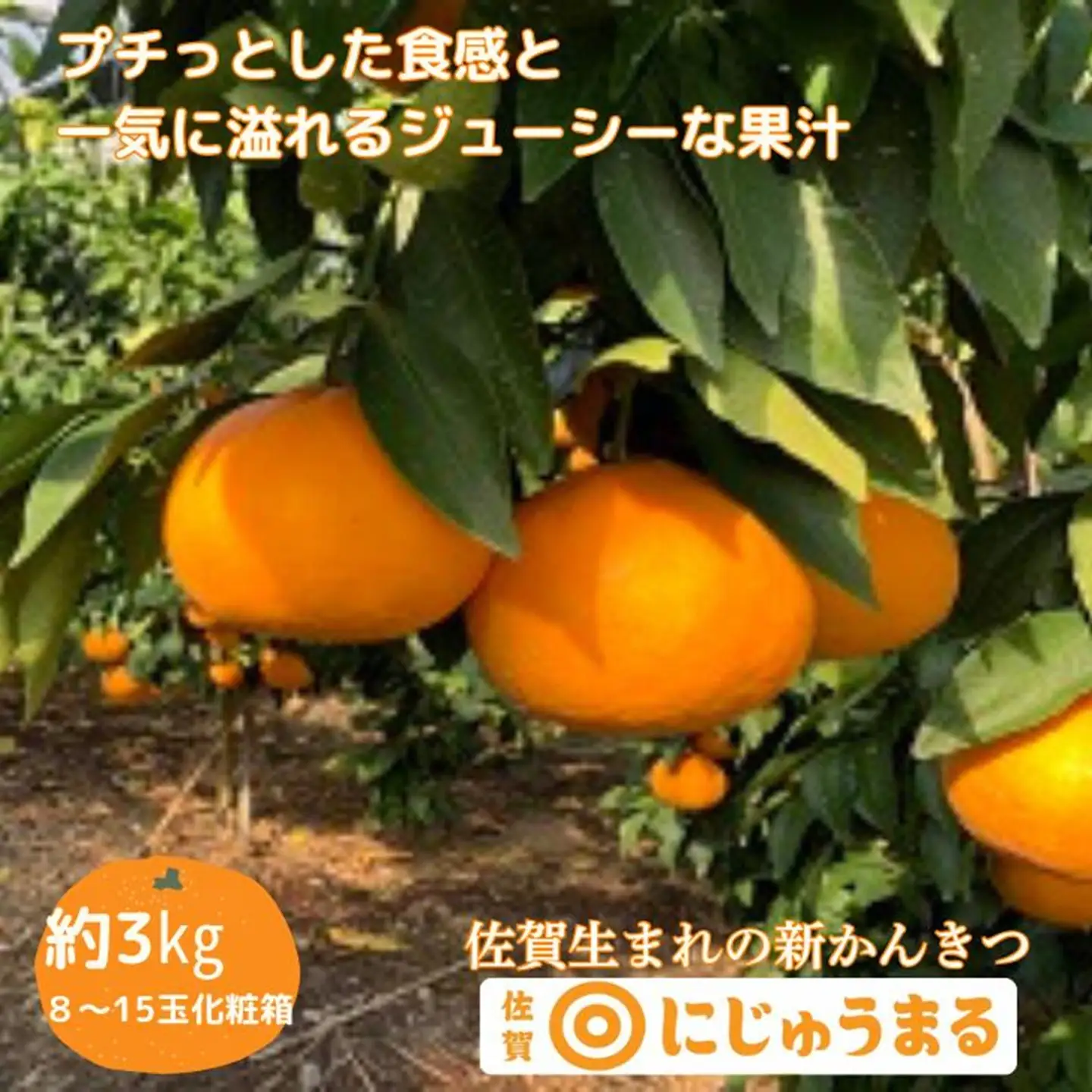 佐賀みかん にじゅうまる：B340-002