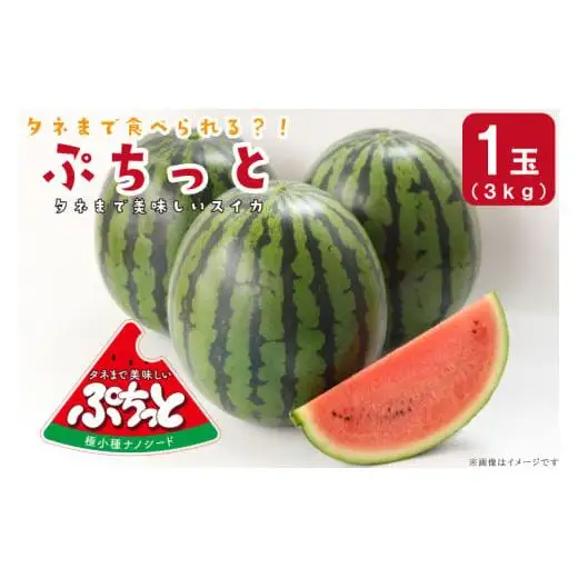 タネまで食べられる？！ タネまで美味しいスイカ「ぷちっと」約3kg（1玉） (CI001)