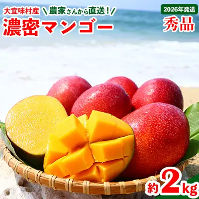 マンゴー【2026年発送】濃密マンゴー《秀品・約2kg》