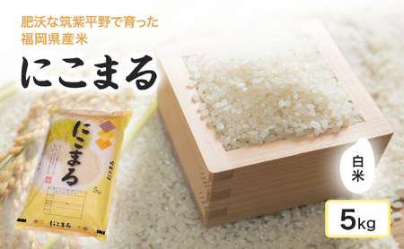 米 肥沃な筑紫平野にて育った 福岡県産米 にこまる 白米 5kg お米 コメ 令和7年度産