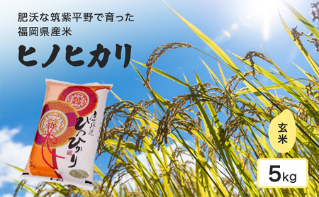 米 肥沃な筑紫平野で育った 福岡県産米 ヒノヒカリ 玄米 5kg お米 コメ 令和7年度産