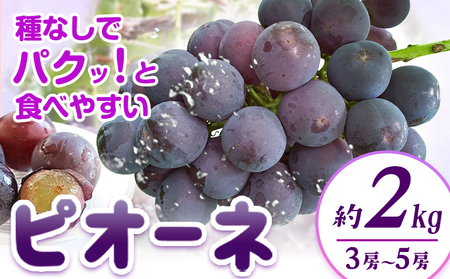 紀州和歌山産 ピオーネ 約2kg ﾋﾟｵｰﾈ