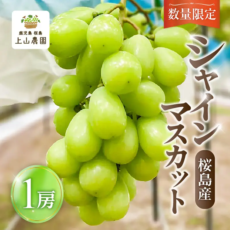 【 2026年 先行予約 】【 桜島 産 】 シャインマスカット 1房 K260-001_01