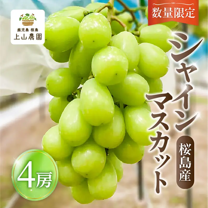 【 2026年 先行予約 】【 桜島 産 】 シャインマスカット 4房 K260-001_04