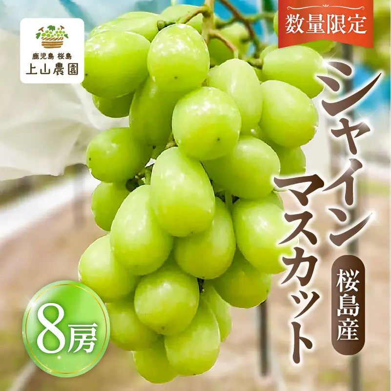 【 2026年 先行予約 】【 桜島 産 】 シャインマスカット 8房 K260-001_05