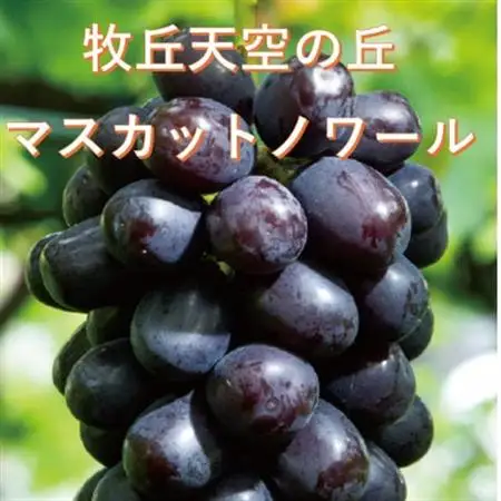【2026年発送】10月上旬発送「牧丘天空の丘マスカットノワール」約1kg(2～3房)【配送不可地域：離島】【1579814】