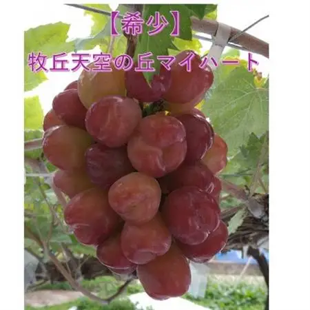 【2026年発送】10月上旬より発送「牧丘天空の丘マイハート」約1kg(2～3房)【配送不可地域：離島】【1579851】