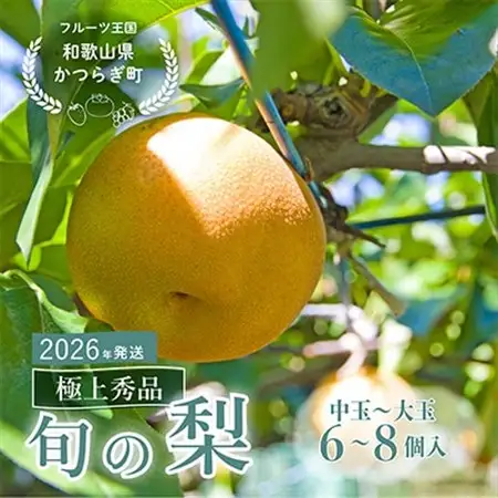 先行予約!　旬の梨　極上秀品(中玉～大玉)6～8個入り　2026年8月中旬頃から発送【配送不可地域：離島】【1576603】