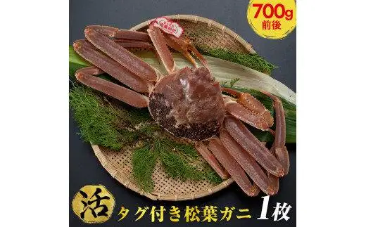 【活】タグ付き 松葉ガニ 中1枚（700g前後） | 松葉 カニ 訳あり活 特大 美味しさに 訳あり 不揃い でないたっぷり【着日指定不可】※2026年11月上旬～2027年3月下旬頃に順次発送予定