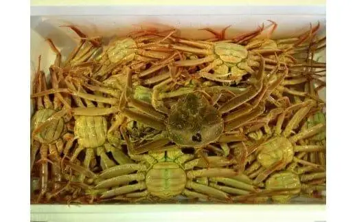 【活】鳥取県産 セコガニ 訳あり 良品 2kg ）| セコガニ 訳あり活 足1本  不揃い たっぷり  ※2026年11月上旬～12月下旬頃に順次発送予定　