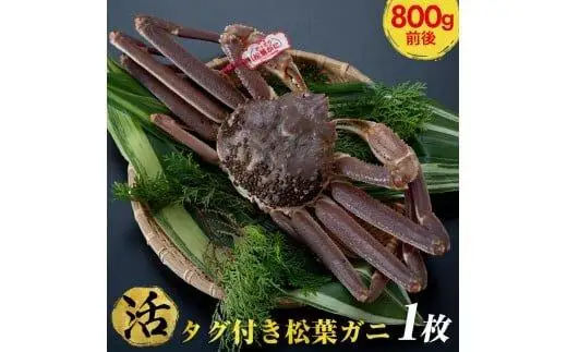 【活】タグ付き 松葉ガニ 大1枚（800g前後） | 松葉 カニ 訳あり活 特大 美味しさに 訳あり 不揃い でないたっぷり【着日指定不可】※2026年11月上旬～2027年3月下旬頃に順次発送予定