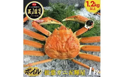 【ボイル】鳥取ブランド　松葉ガニ　『五輝星』   | 松葉 カニ 訳あり活 特大 美味しさに 訳あり 不揃い でないたっぷり　※2026年11月上旬～2027年3月下旬頃に順次発送予定　※着日指定不可