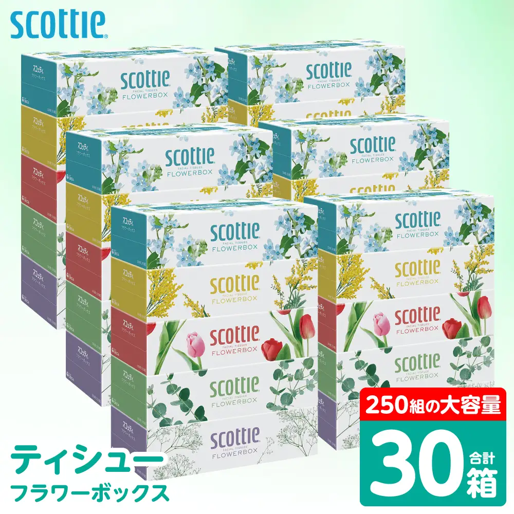 スコッティ ティッシュ 250組 30箱 ティシュー