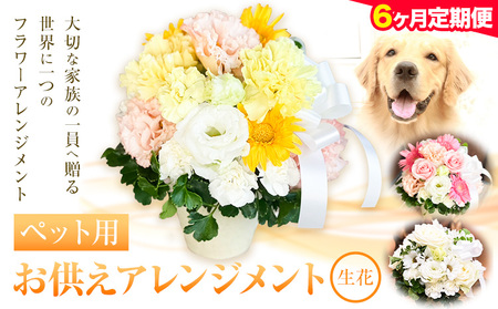 ★6ヶ月定期便★ 花 椿原園 ペット用 お供え アレンジメント 1個 フラワーアレンジメント 《お申込み月の翌月から出荷開始》 熊本県 荒尾市 生花 お供え 花 お供え用 犬用 猫用 犬 猫 ペット