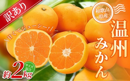みかん【訳あり】 森本農園 約2kg 【2026年10月中旬～2027年2月中旬ごろに順次発送】【BV90008-mrmt008】