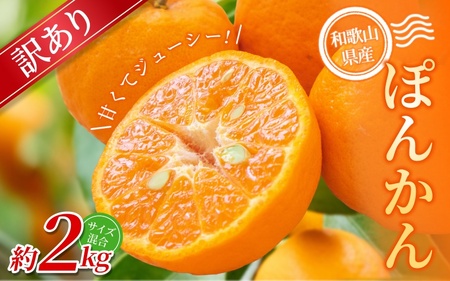 【訳あり】 森本農園の手選別 ポンカン約2kg 和歌山県産 サイズ混合 【北海道・沖縄・離島配送不可】【2027年1月上旬～2月上旬頃に順次発送】【RN13】【BV90013-mrmt013】