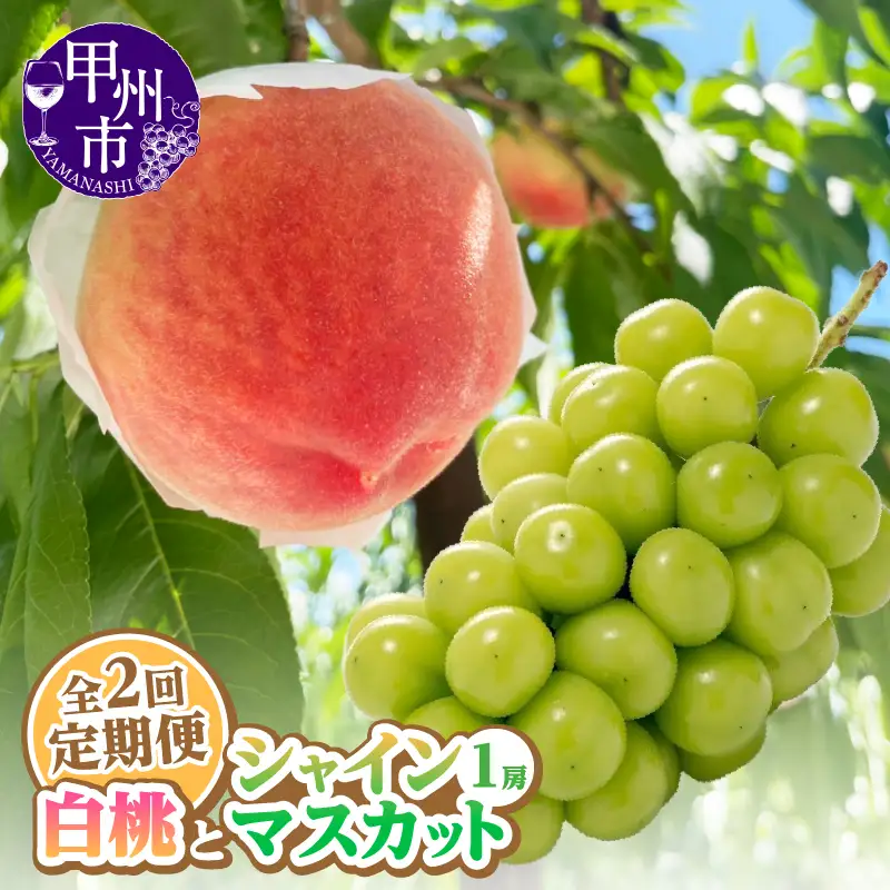 【定期便】旬を味わい尽くせ!!白桃とシャインマスカットの全2回【2026年発送】（AGB）B-877 桃 シャインマスカット フルーツ