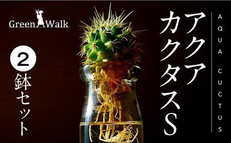 ハイドロカルチャー 観葉植物 アクアカクタスS 2鉢セット サボテン 土無し インテリア 緑 グリーン 植物 簡単 初心者 かわいい 自然 おしゃれ 送料無料 Green Walk グリーンウォーク 愛知県 豊橋市