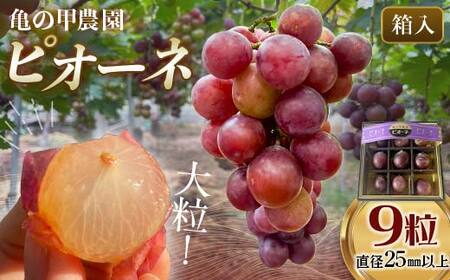 【先行予約】【農薬・化学肥料不使用】ぶどうの粒 9粒（直径25㎜以上）フルーツ ぶどう 葡萄 ブドウ ピオーネ 有機 無農薬 山口県 山陽小野田市 ふるさと納税 F6L-1079
