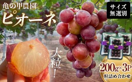 【先行予約】【農薬・化学肥料不使用】ぶどうの粒 無選別（200g）×3パック フルーツ ぶどう 葡萄 ブドウ ピオーネ 有機 無農薬 山口県 山陽小野田市 ふるさと納税 F6L-1227
