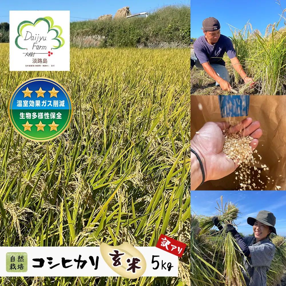 自然栽培　コシヒカリ（玄米）　5kg 《無選別品のため訳アリ》