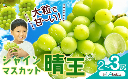 【2026年発送】シャインマスカット【晴王】2~3房(計1.4kg以上） 株式会社Myself シャインマスカット