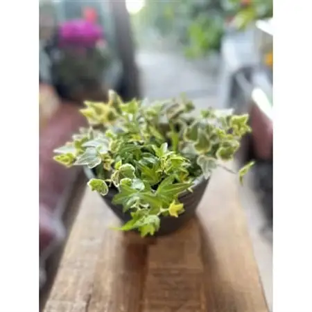 記念日に。永遠の愛が花言葉「アイビー」_花・観葉植物 観葉植物・苗木  _【1579495】