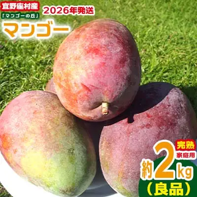 【2026年発送】家庭用　宜野座村産完熟マンゴー「マンゴーの丘」約2kg（良品） アーウィン 果物 甘い 夏 濃厚 ギフト Mango ランキング 完熟 お気に入り 収穫 人気 甘味 フルーツ 沖縄県 国産 食品 デザート 産地直送 送料無料
