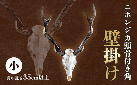 ニホンジカ　鹿の角　6本　まとめ売り ニホンジカ頭骨付き角 壁掛け 小 【配送不可地域あり】※離島 上野浩嗣