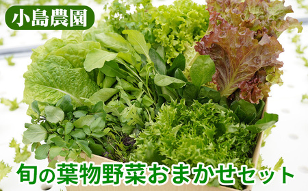 旬の葉物野菜おまかせセット 小島農園 野菜