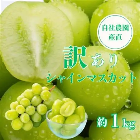 【2026年発送】【訳あり】シャインマスカット 約1kg 山梨県産 自社農園直送!完熟収穫!【配送不可地域：離島】【1580889】