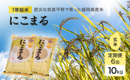 定期便 6回 米 1粒からこだわる1等級米 にこまる 玄米(10kg×6回） お米 コメ お楽しみ 6ヶ月 令和7年度産