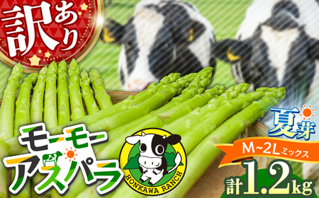 【先行予約・訳あり】モーモーアスパラ 夏芽 M / L / 2L セット 1.2kg（6月上旬から順次発送） アスパラガス[ARAI034]