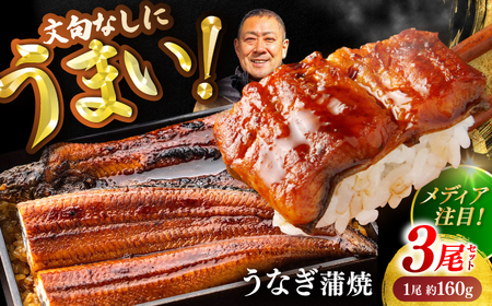 高知県産 うなぎ 長蒲焼3尾 約160g×3 (3?6人前)/ 鰻 ウナギ 土用丑の日 高知産 うなぎ 【土佐黒潮水産】[ATCQ010]