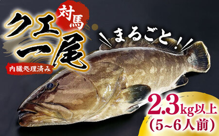 【1週間以内発送】対馬産クエ 丸ごと1匹 2.3kg以上！[WCN005]直送 新鮮 マルモン 鍋 くえ アラ  スピード発送 最速発送 最短発送