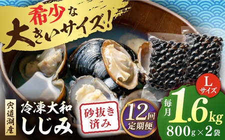 しじみ 【全12回定期便】宍道湖産 冷凍大和しじみ 砂抜き済 Lサイズ800×2袋(1.6kg) 島根県松江市/しじみ市場株式会社[ALDK008] しじみ しじみ