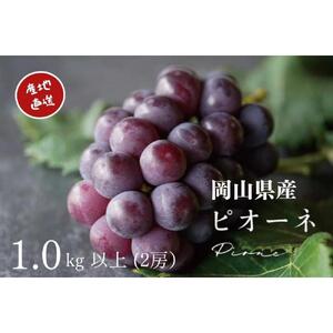 厳選 ニューピオーネ 2房 合計1.0kg以上 産地直送 朝採れ ぶどう 葡萄 Kawahara Green Farm 岡山県産 2026年