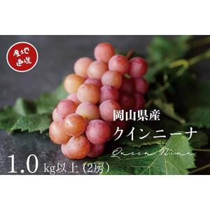 厳選 クイーンニーナ 1.0kg以上 2房 産地直送 朝採れ ぶどう 葡萄 KAWAHARA Green Farm 岡山県産 2026年