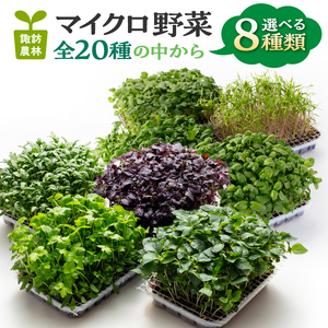 マイクロ野菜 品種が選べる 8点セット 多治見市 / 諏訪農林[TDO006]