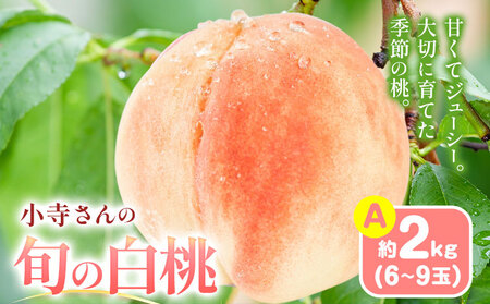 小寺さんの旬の白桃 約2kg 6～9玉 小寺壽夫 桃