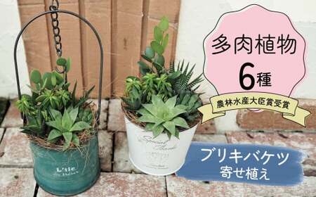 多肉植物６種【令和元年 農林水産大臣賞受賞】ブリキバケツ型室内用の鉢植えインテリア プレゼント ギフト 癒し H195-001